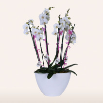 Orchids Ovation